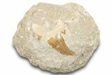 Large Otodus Shark Tooth Fossil in Rock - Morocco #274942-1